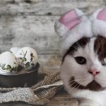 konijnenoren hoedje voor kat en hond